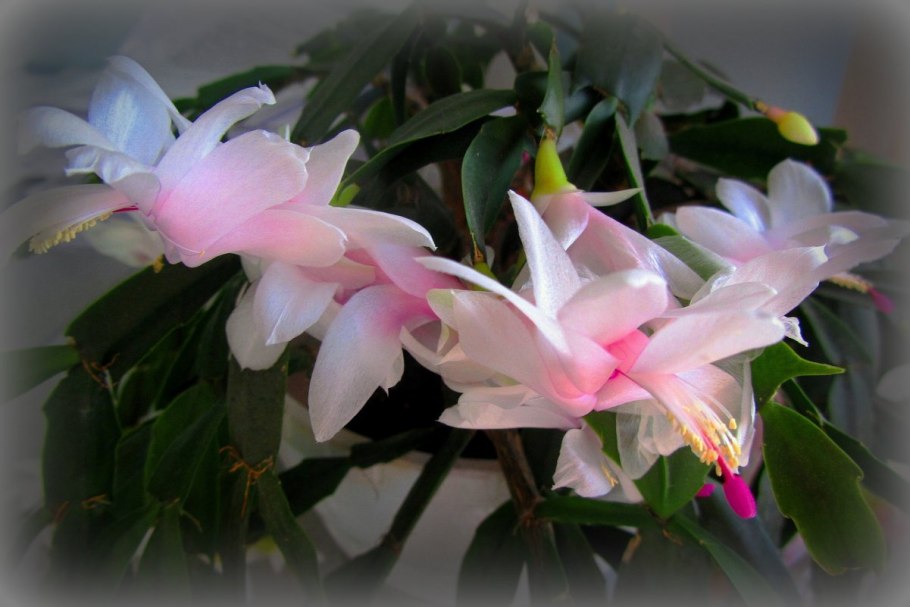 Зигокактус шлюмбергера