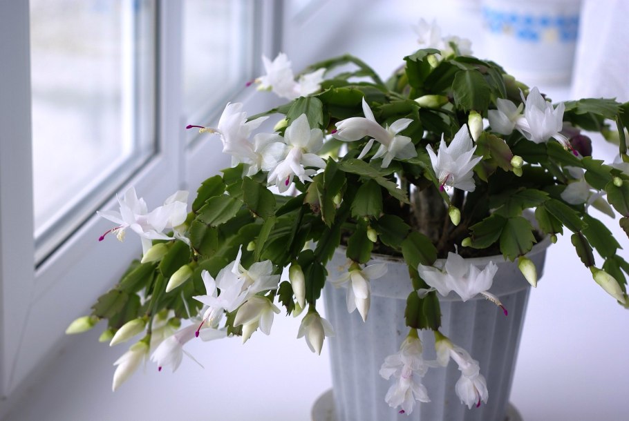 Декабрист цветок и Зигокактус