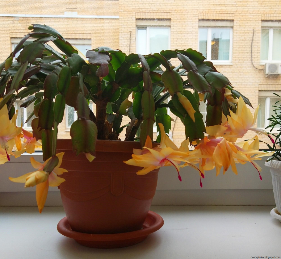 Рождественник декабрист