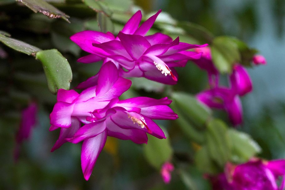 Зигокактус шлюмбергера