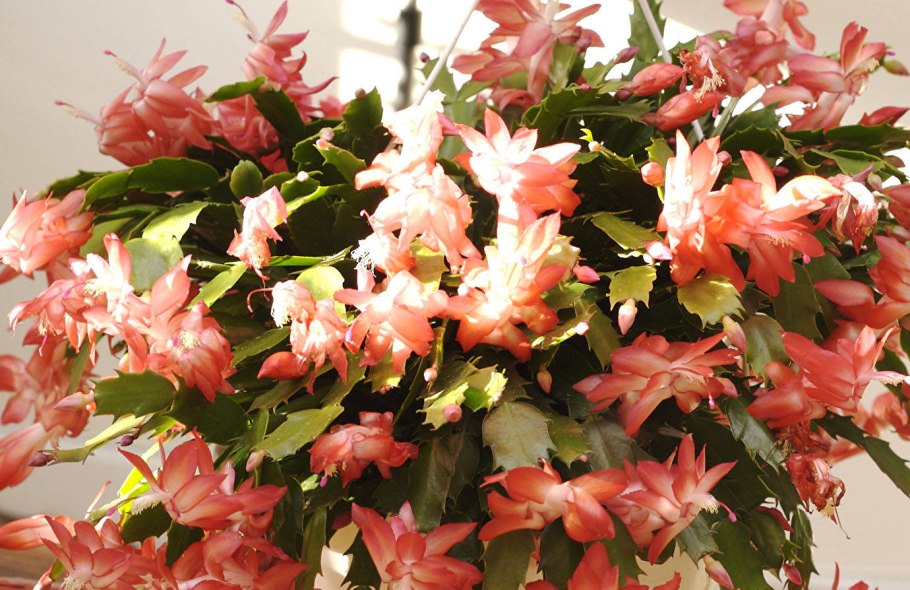 Зигокактус декабрист