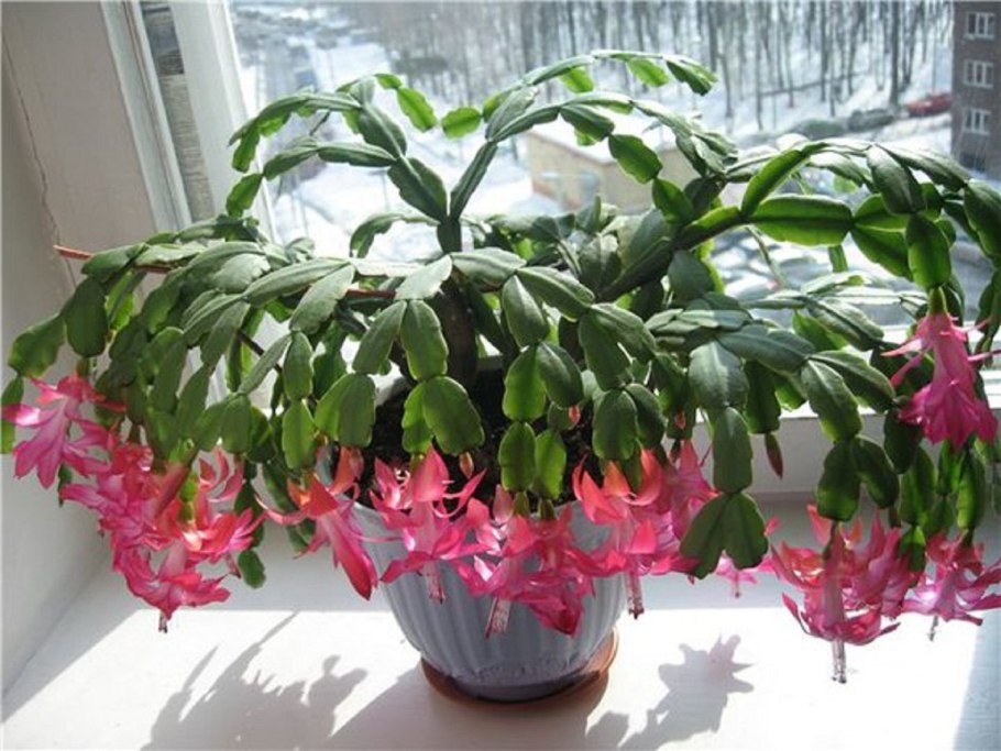 Зигокактус ампельный