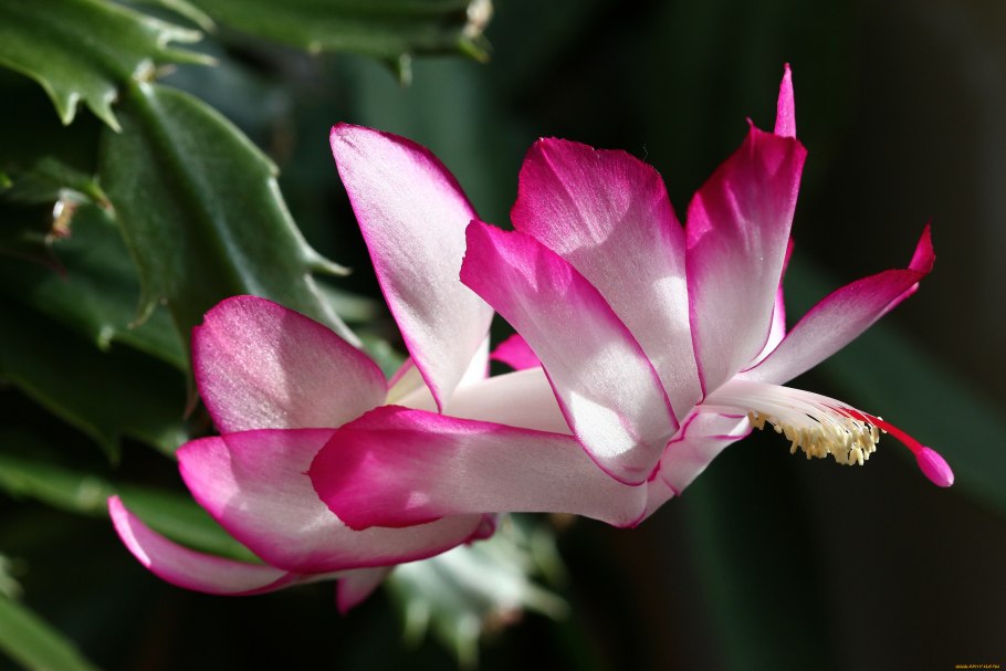 Зигокактус притупленный (декабрист)