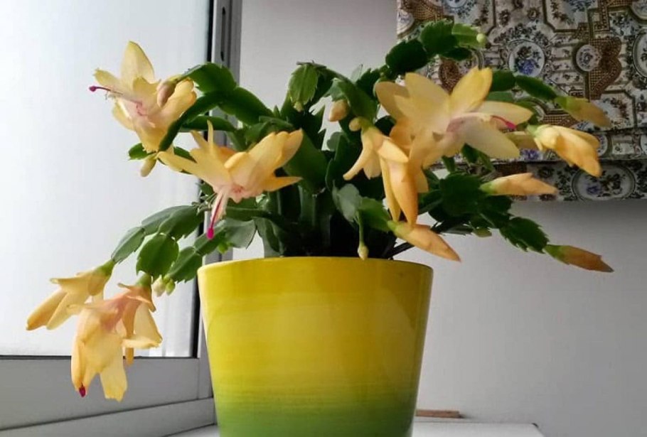 Шлюмбергера декабрист жёлтый