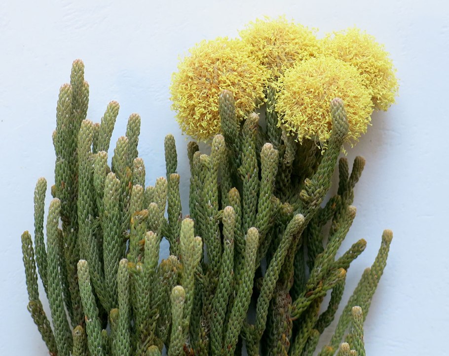 Бруния Вариегата крупнолистная