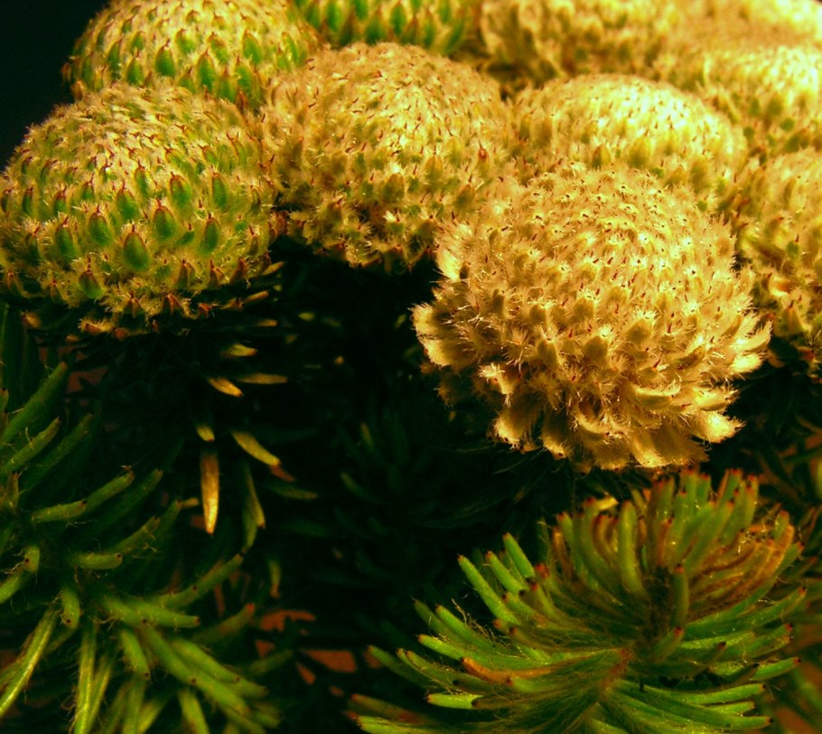 Berzelia шишками