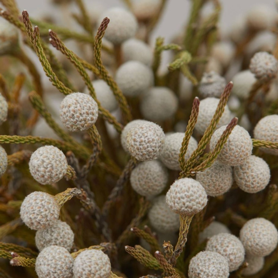 Бруния Левис Сильвер