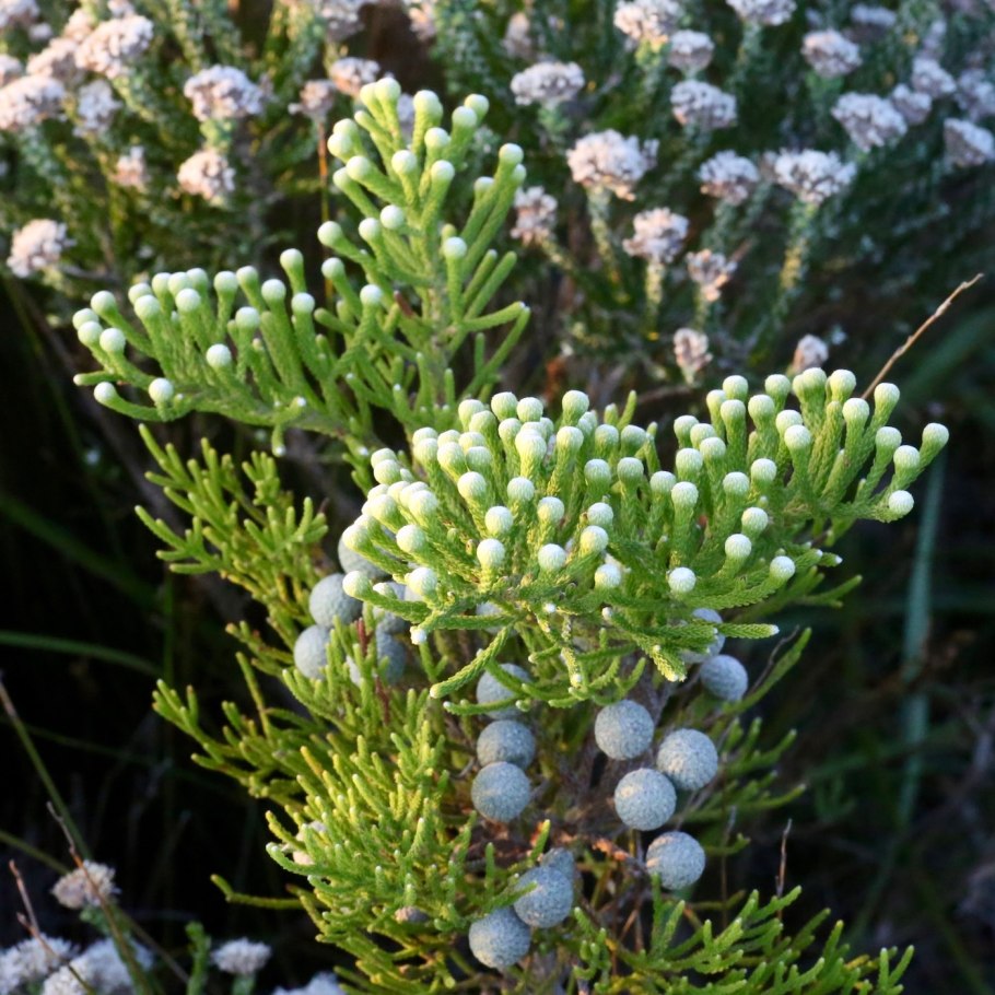 Берзелия Гальпини