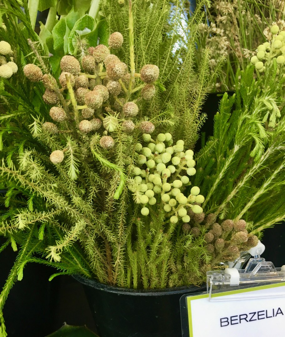 Берзелия ABROTANOIDES