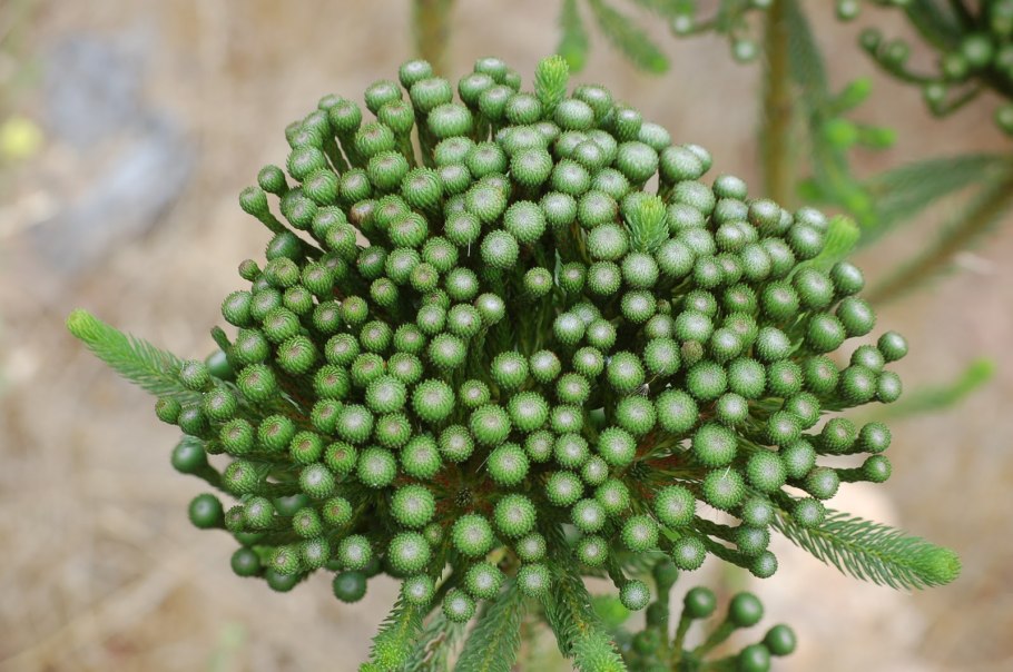 Капс бруния Альбифлора