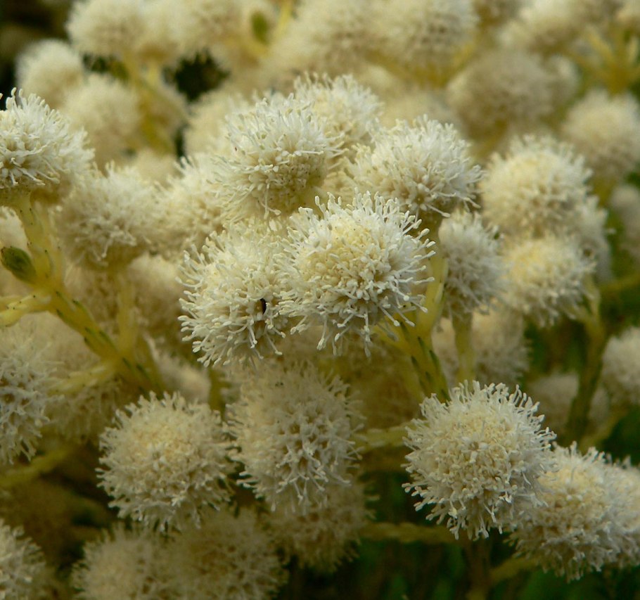 Berzelia ABROTANOIDES