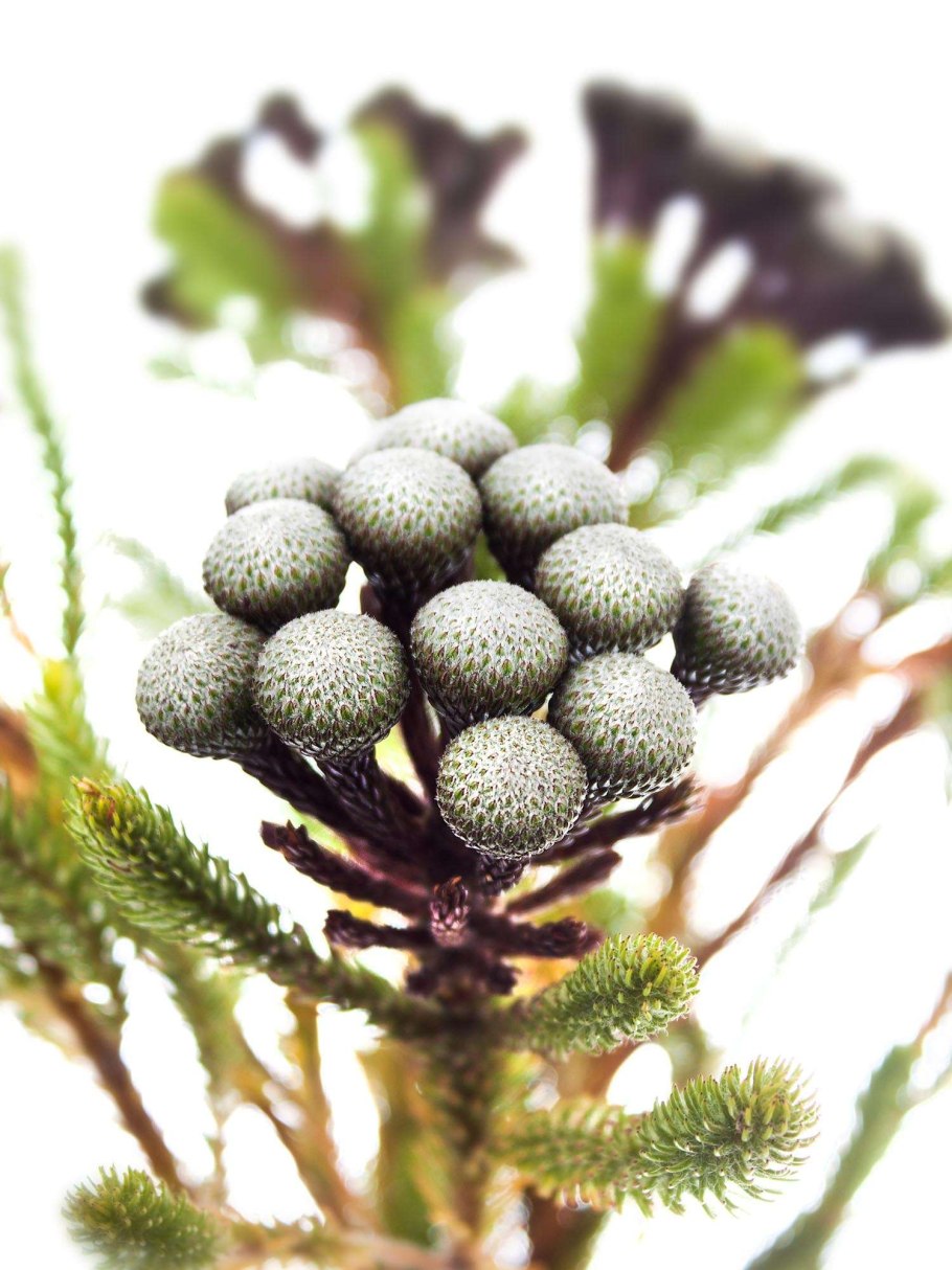 Капс бруния Сильвер