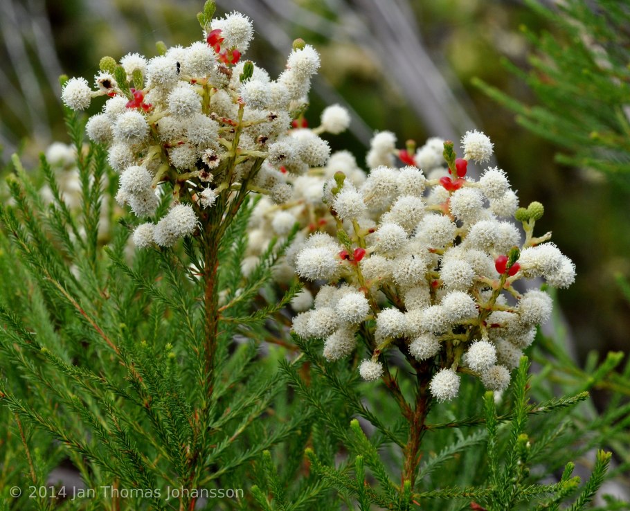 Берцелия ланугиноса