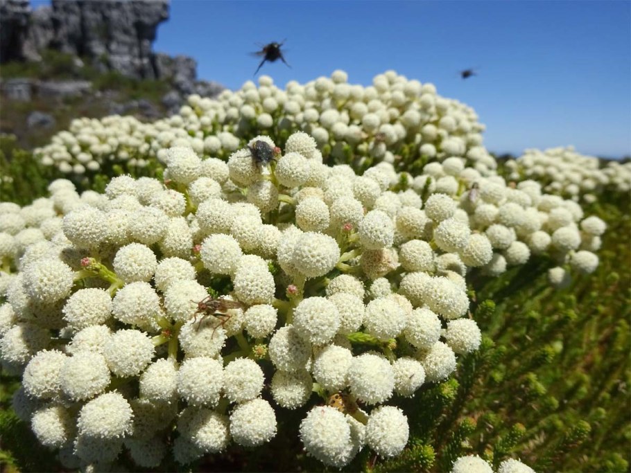 Berzelia ABROTANOIDES