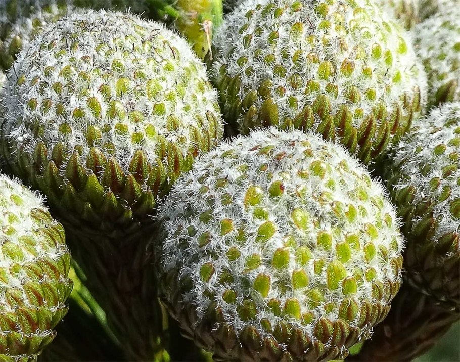 Бруния Сильвер