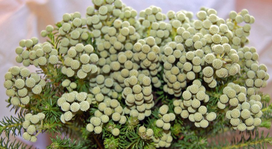 Капс Берзелия