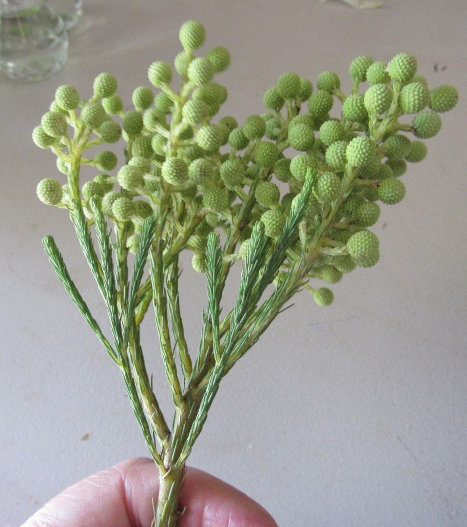 Бруния Берзелия