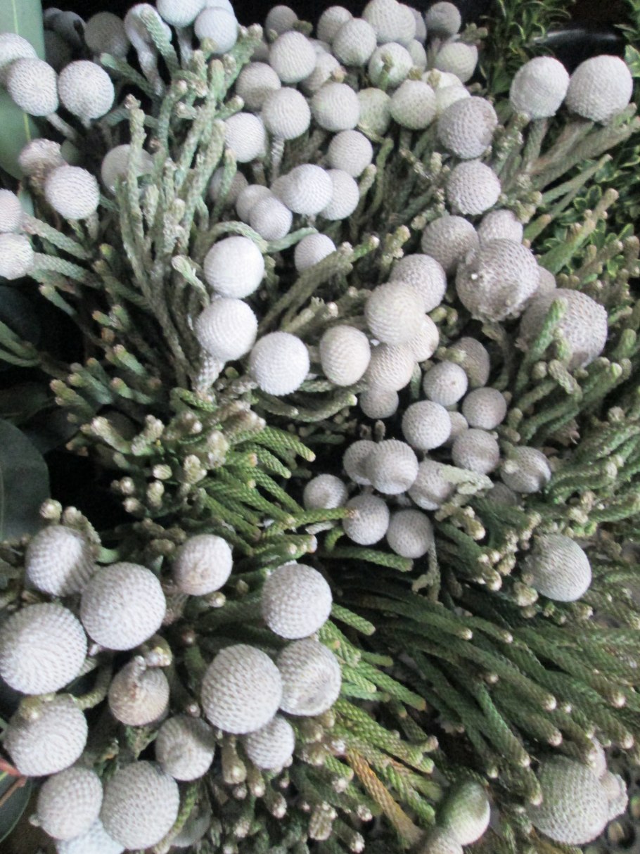 Капс бруния Левис