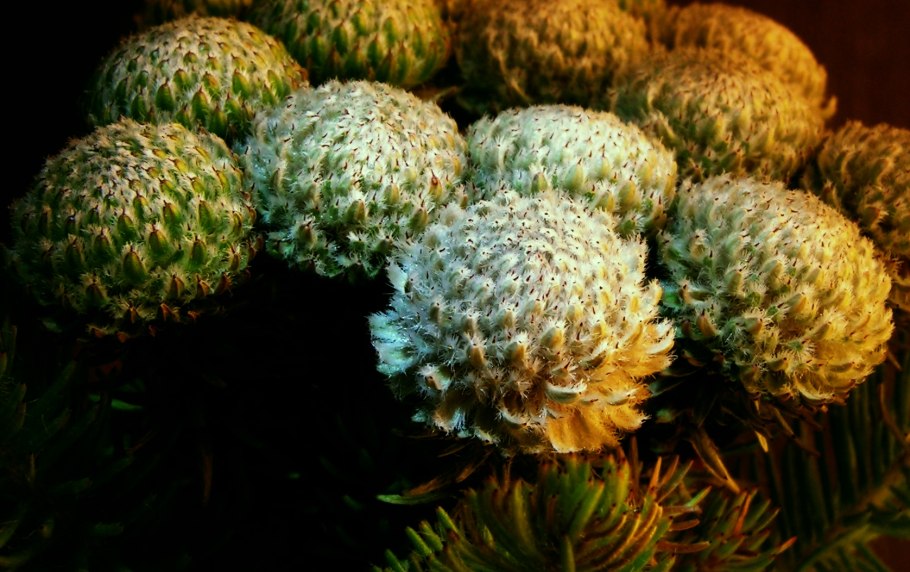 Бруния цветы