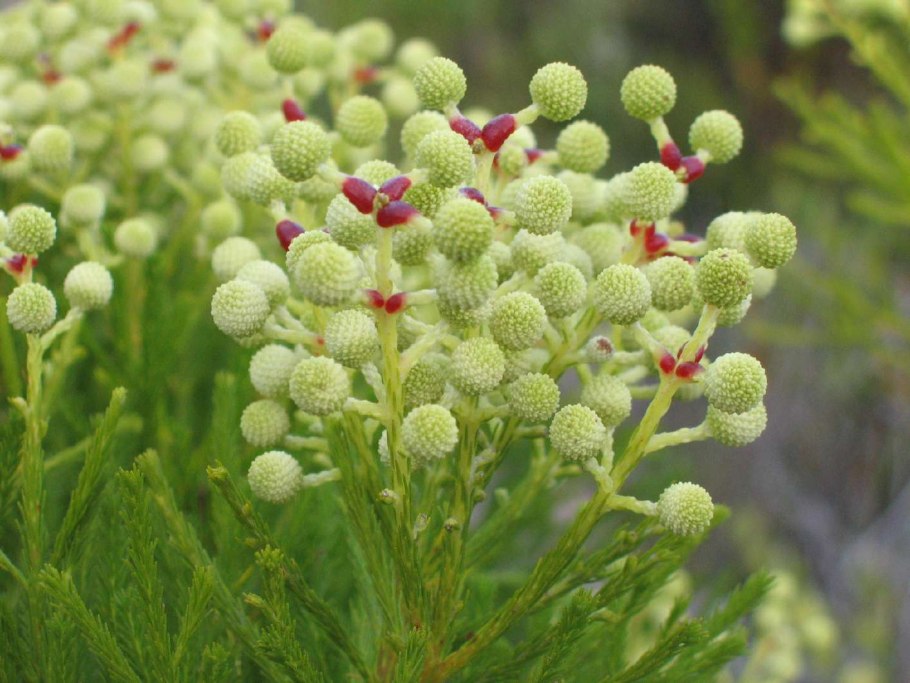 Берзелия ABROTANOIDES