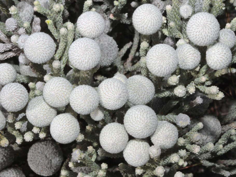 Бруния albiflora