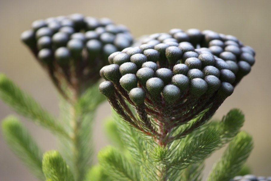 Бруния Сильвер