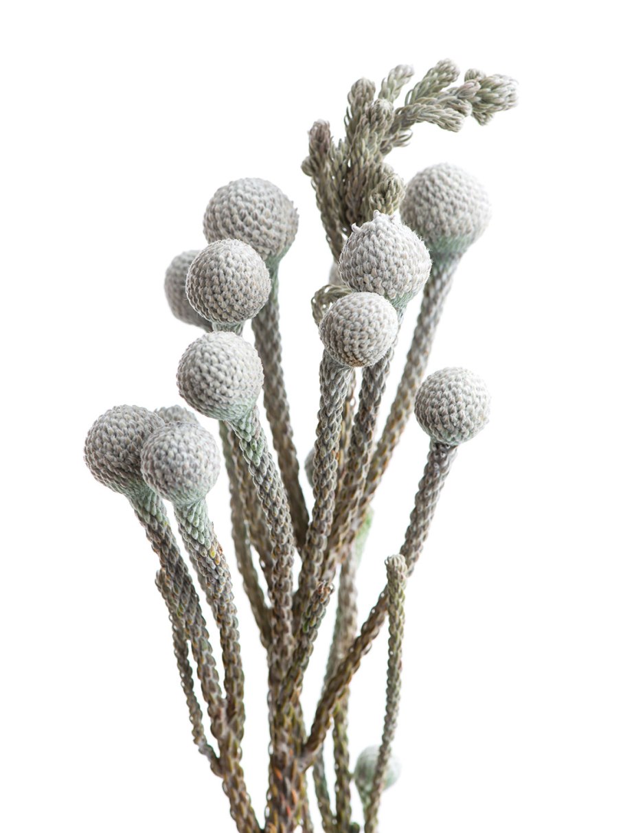 Бруния Левис Сильвер