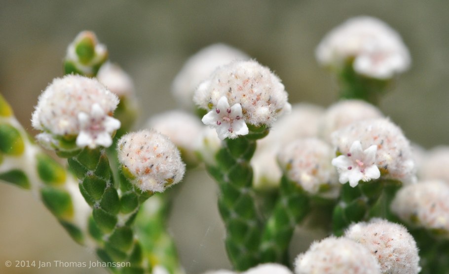 Бруния растение