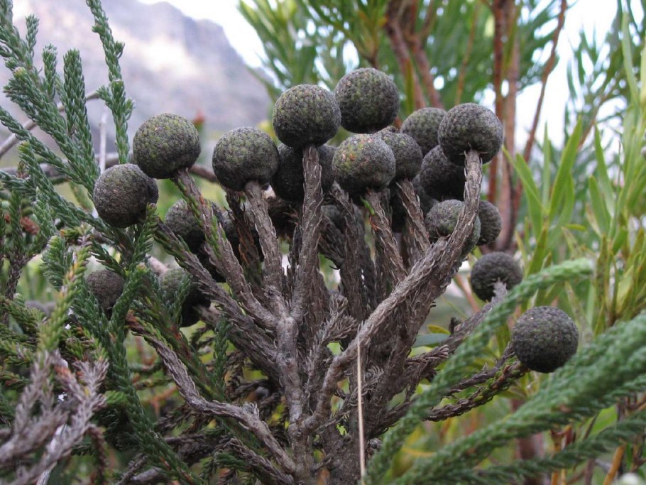 Бруния Сильвер