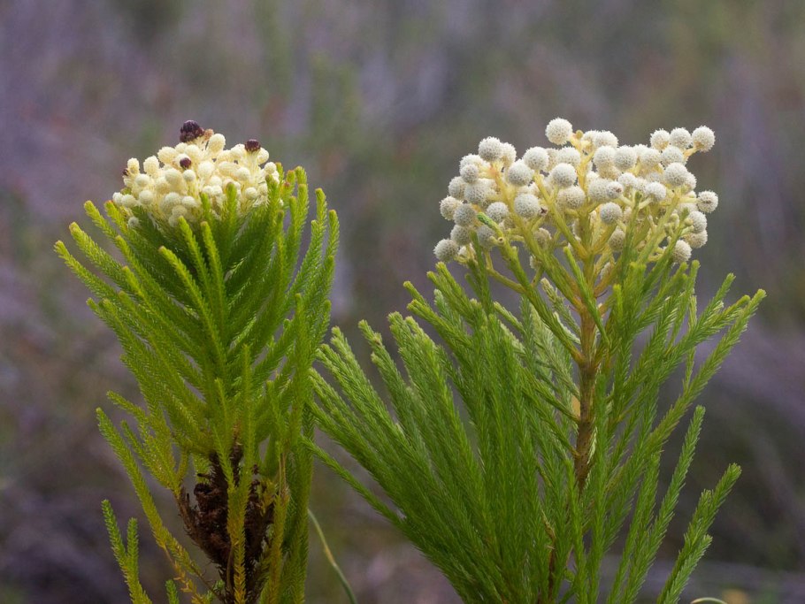 Бруния Левис Сильвер