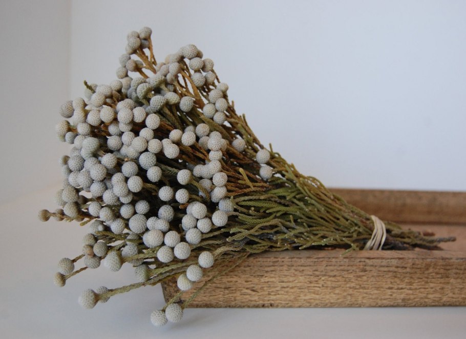 Капс бруния Сильвер