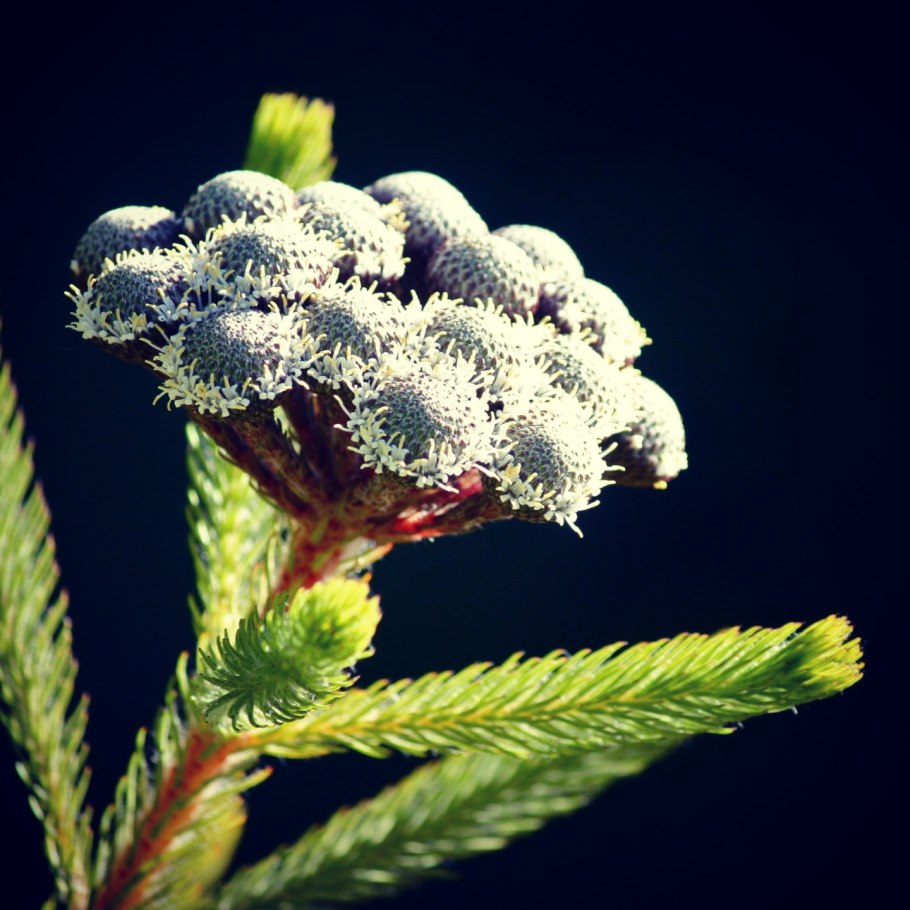 Капс бруния Альбифлора