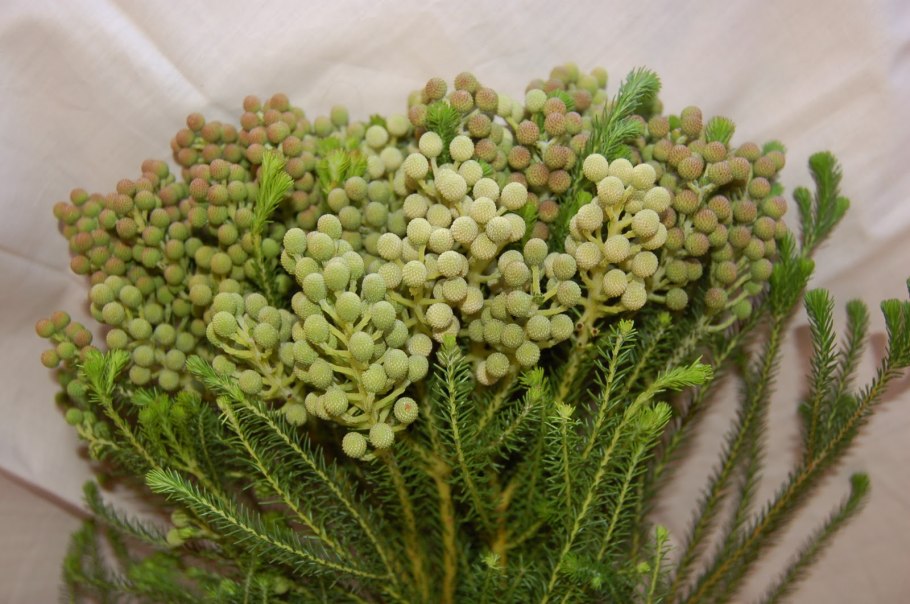 Берцелия скуарроса