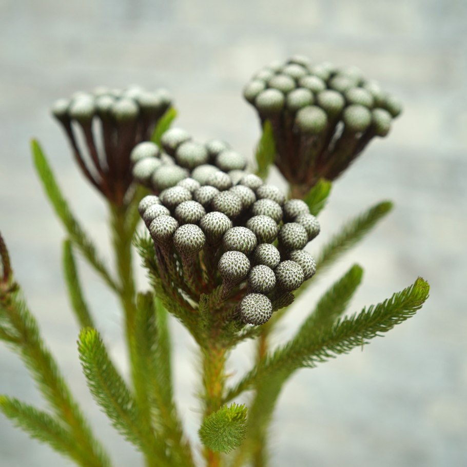 Капс бруния Сильвер