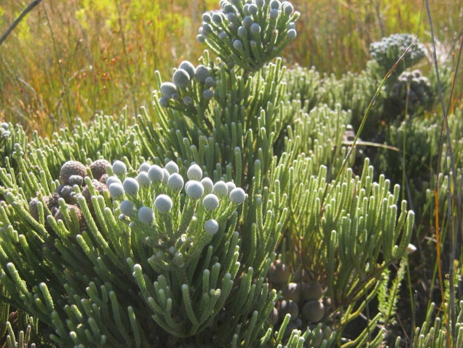 Кустарник бруния