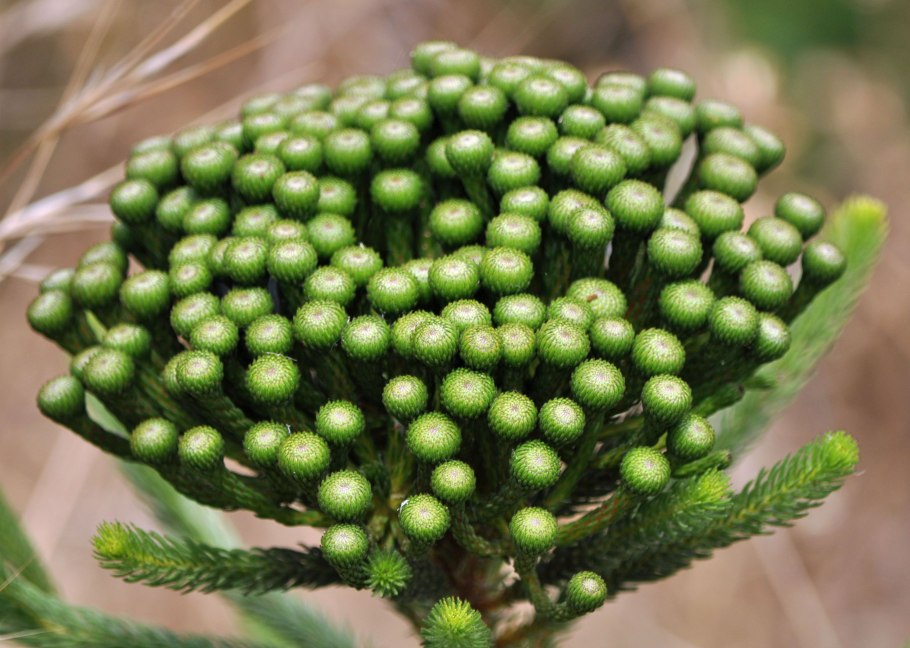 Бруния albiflora