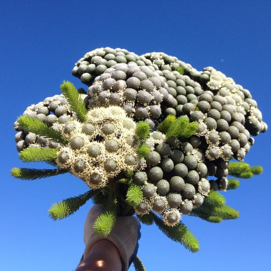 Бруния Грин Сильвер