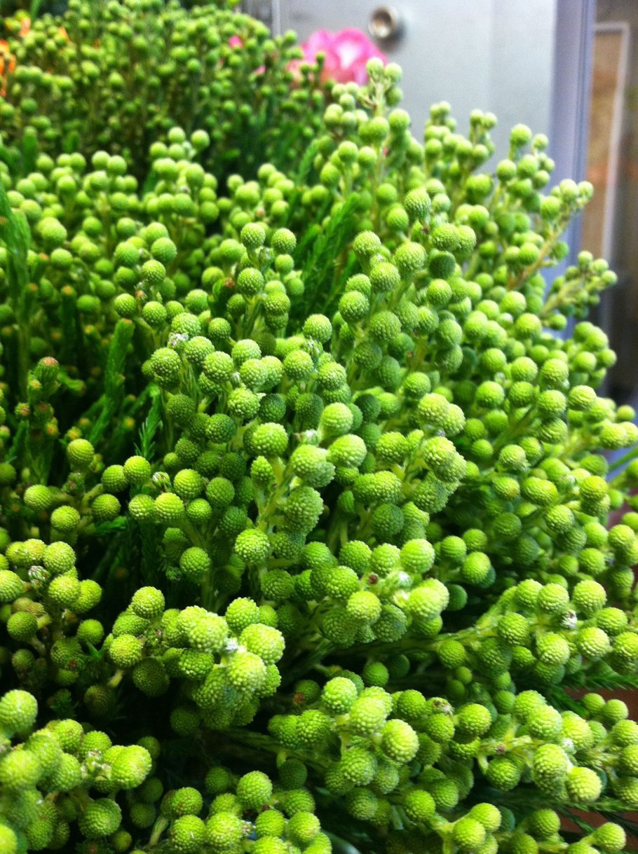 Бруния Гальпини