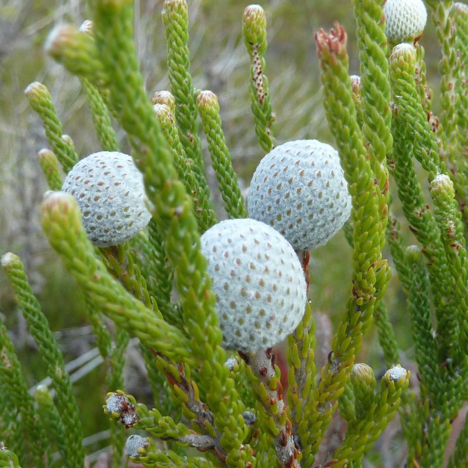 Бруния paranomous