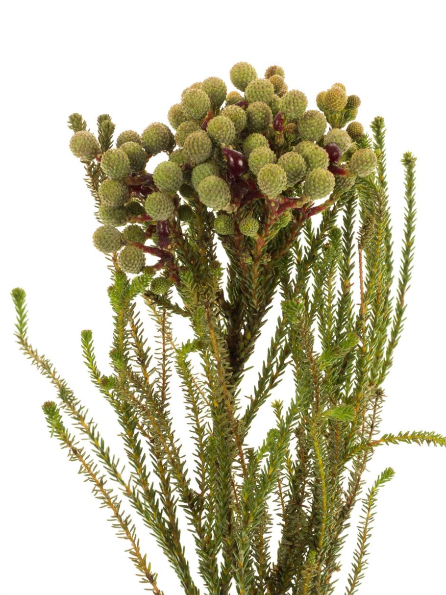 Берзелия squarrosa