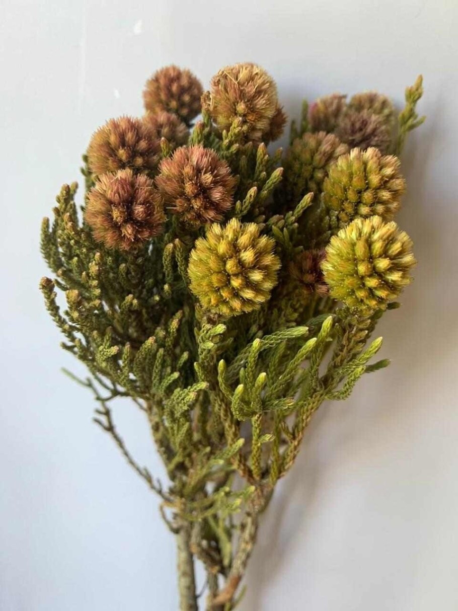 Берцелия сухоцвет