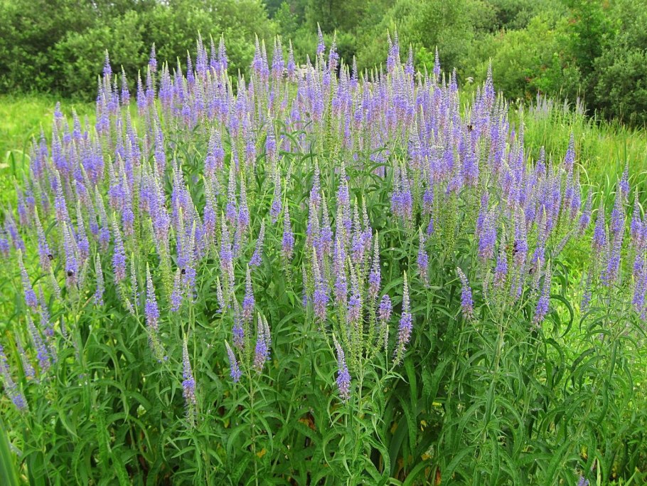 Вероника длиннолистная Blauriesin