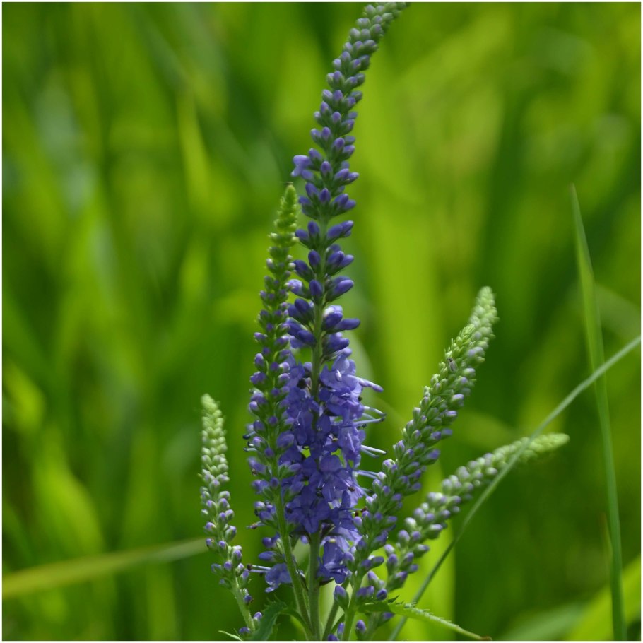 Вероника длиннолистная (Veronica longifolia)