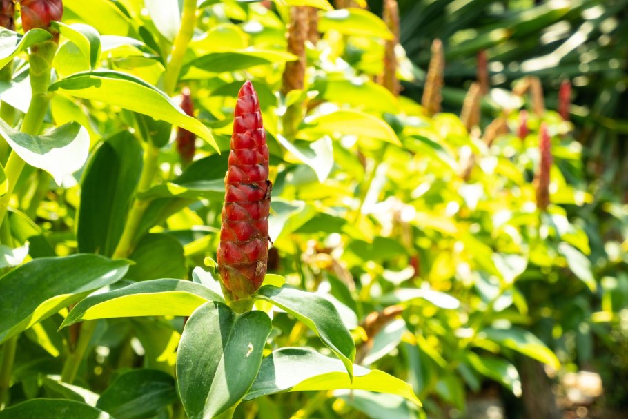 Costus speciosus