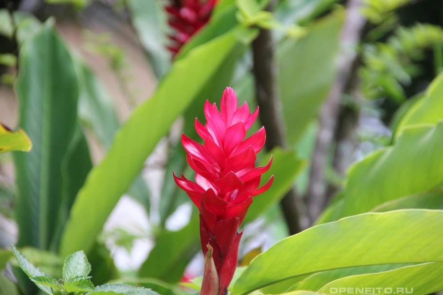 Costus arabicus