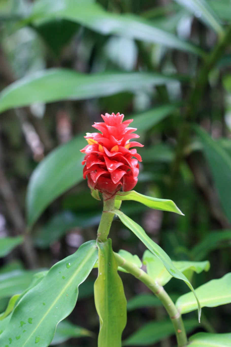 Costus guanaiensis