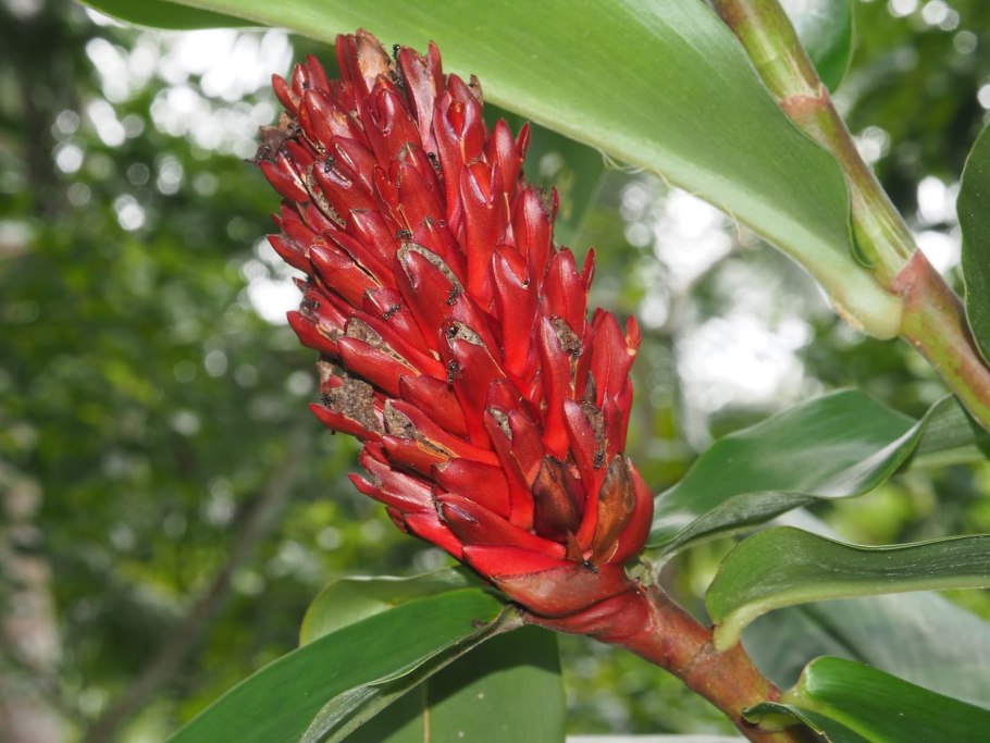 Индийский костус