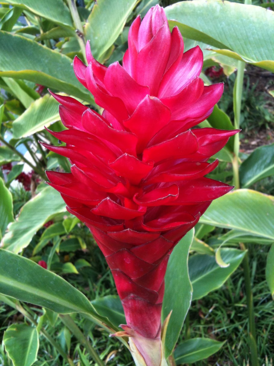 Костус Барбатус