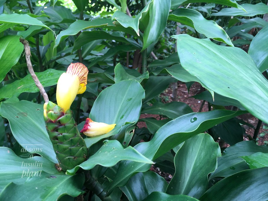 Костус оранжевый