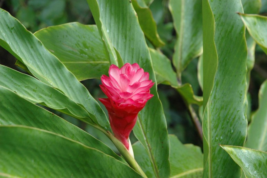 Альпиния пурпурная Гавайский имбирь